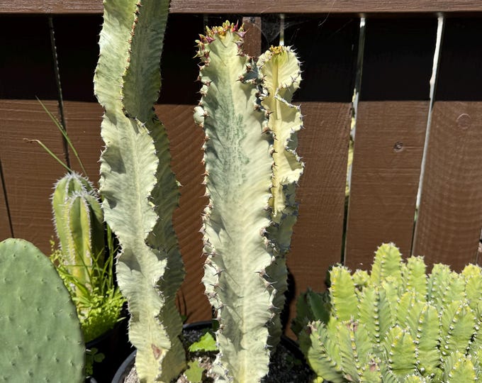 Euphorbia Ammak Yellow Column 15 +  Inch One  column