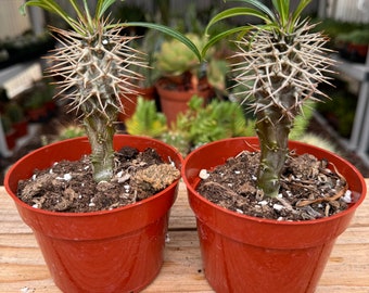 Pachypodium Lamerei, Madagascar Palm Succulent Plant