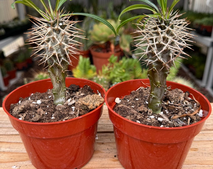 Pachypodium Lamerei, Madagascar Palm Succulent Plant