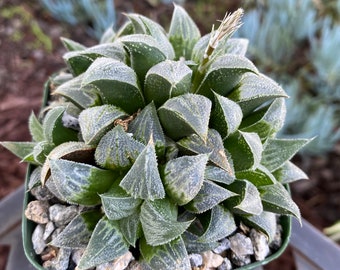 Haworthia Emelaya Succulent clumping plant