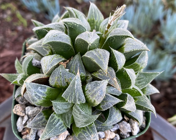 Haworthia Emelaya Succulent clumping plant