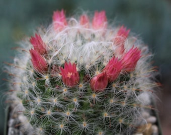 Mammillaria Boscana Roseiflora Cactus Plant