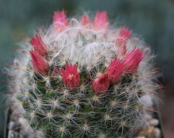 Mammillaria Boscana Roseiflora Cactus Plant