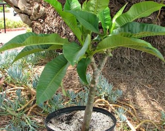 Plumeria Tree Plant