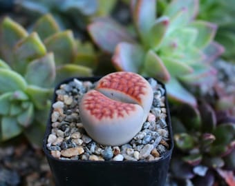 Lithops Rock  Succulent Plant one Potted Plant