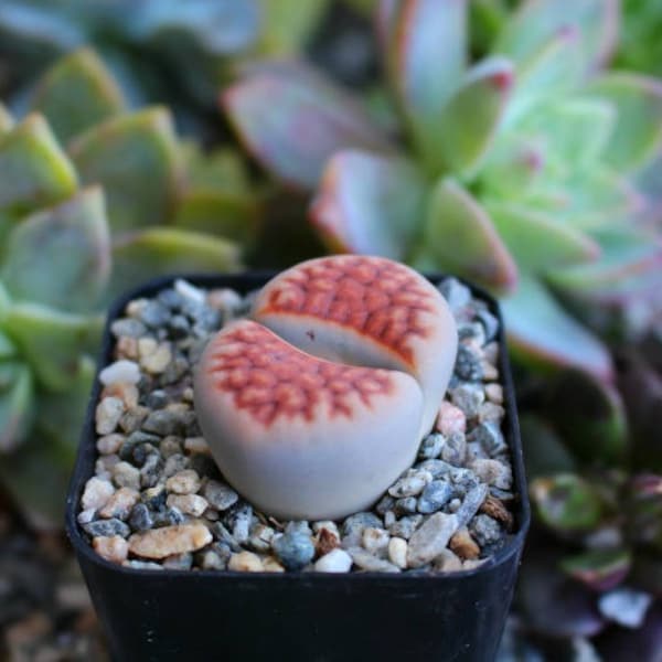 Lithops Rock  Succulent Plant one Potted Plant