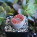 see more listings in the Succulent  Plants section