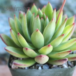 Echeveria Agavoide Pulidonis Succulent Plant