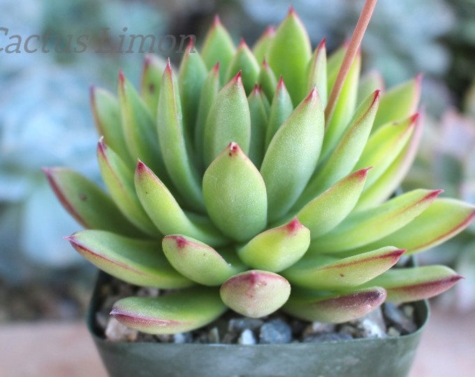 Echeveria Agavoide Pulidonis Succulent Plant