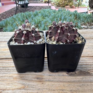 Gymnocalycium Friedrichi mini Cactus Plant 2 inch pot