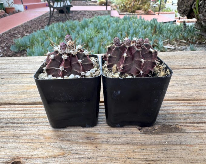 Gymnocalycium Friedrichi mini Cactus Plant 2 inch pot
