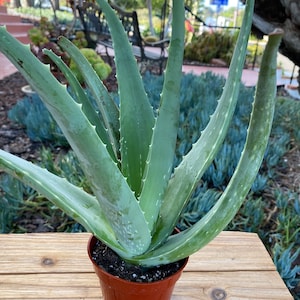 Aloe Vera Medicine Succulent Plant
