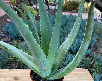 Aloe Vera Medicine Barbadensis miller Succulent Plant