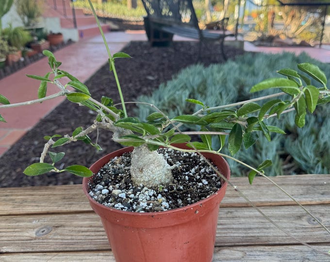 Fockea Crispa Suculent  Plant caudex plant 6 inch pot