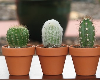 Mini Cactus Plants, Terracotta Pots, Party Favors (Set of 5)