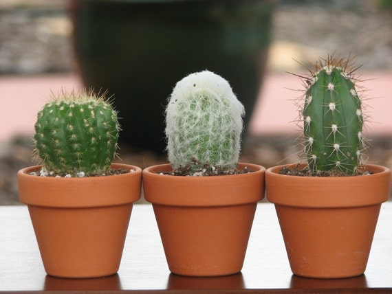 Three Mini Cactus Plant, potted mini cactus