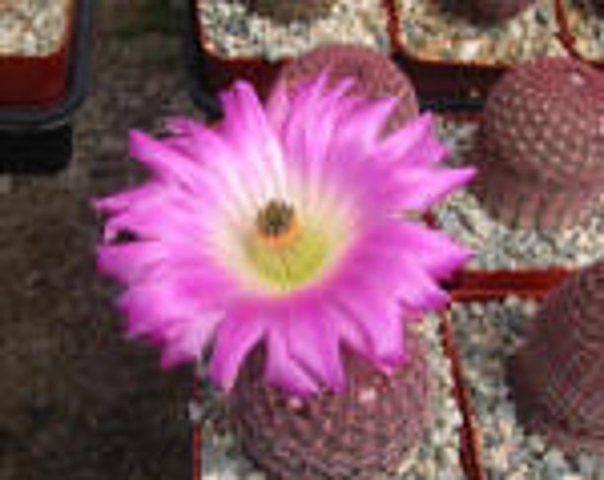 Echinocereus Rubispinus Cactus Plant