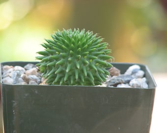 Euphorbia Suzannae Baby Succulent Plant