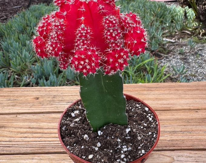 Grafted red Lg Cactus Plant