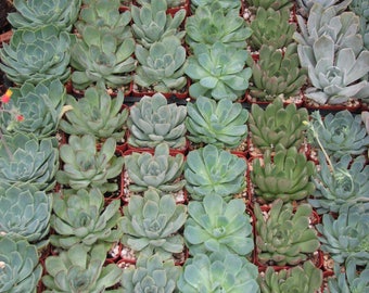 20 Potted Echeveria Succulents, Wedding and Party Favors