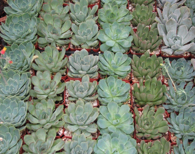 20 Potted Echeveria Succulents, Wedding and Party Favors