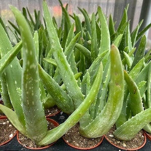 May include: A tray of potted aloe vera plants. The plants have thick, green, pointed leaves with white spots and small, spiky edges. The pots are small and brown, set in a black plastic tray. The background is a blurred view of a window.