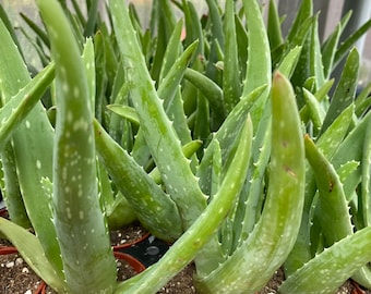 Aloe Vera Medicine Succulent Plants Small 2 inch pot