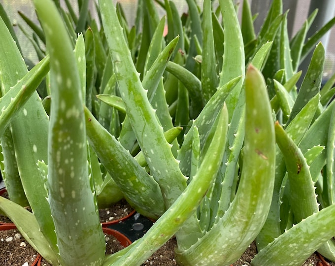 Aloe Vera Medicine Succulent Plants Small 2 inch pot