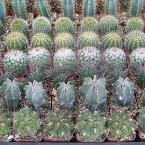 50 Assorted Potted Mini Cactus Plants  2&quot; pot, Live Cactus Plants FREE SHIPPING