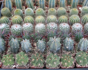 50 Assorted Potted Mini Cactus Plants  2" pot, Live Cactus Plants FREE SHIPPING