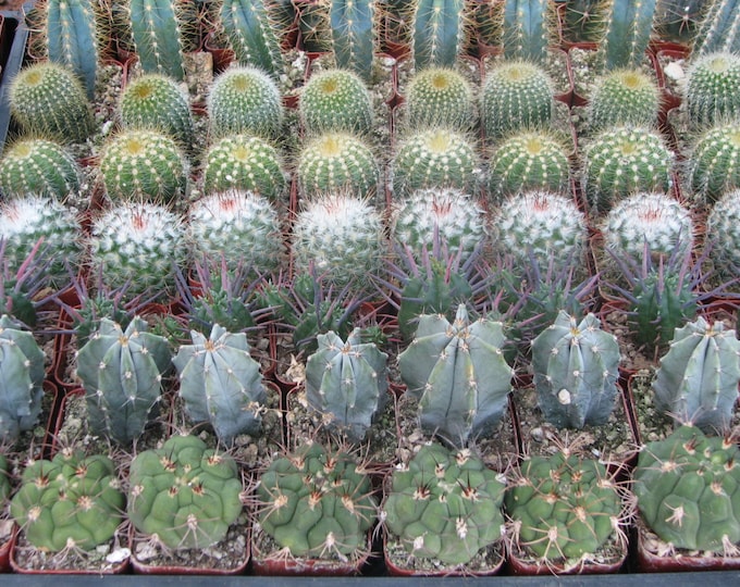 50 Assorted Mini Cactus Plants, 2" Pot, Live Potted Collection