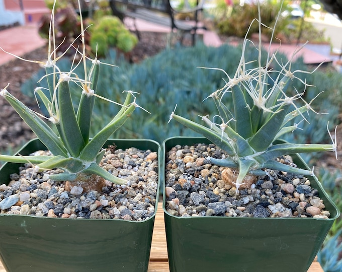 Leuchtenbergia Principis  Cactus Plant