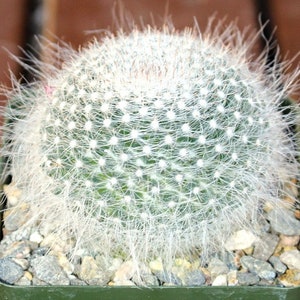 Mammillaria Hahniana Cactus Plant