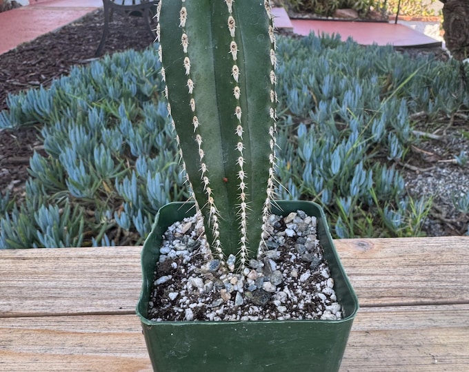 Mexican Fence Post Column Plants in 4 Inch Pot