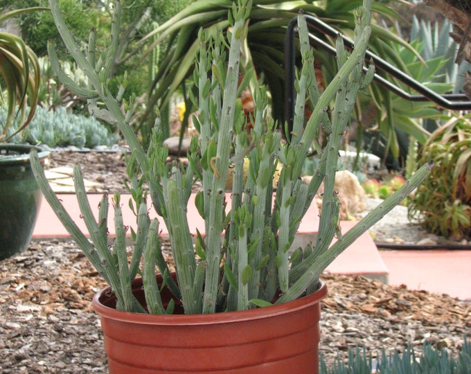 Seneccio Anteuphorbium Large Succulent Plant, Lanscape Special