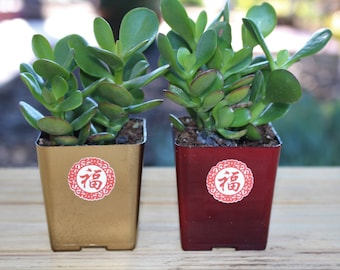 Money Plant Jade Succulent, Feng Shui Good Luck Charm