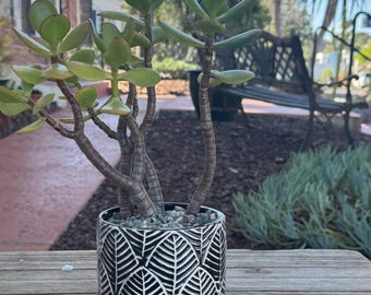 Crassula Jade Succulent Plant in ceramic pot