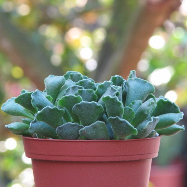 Adromischus Succulent Plant