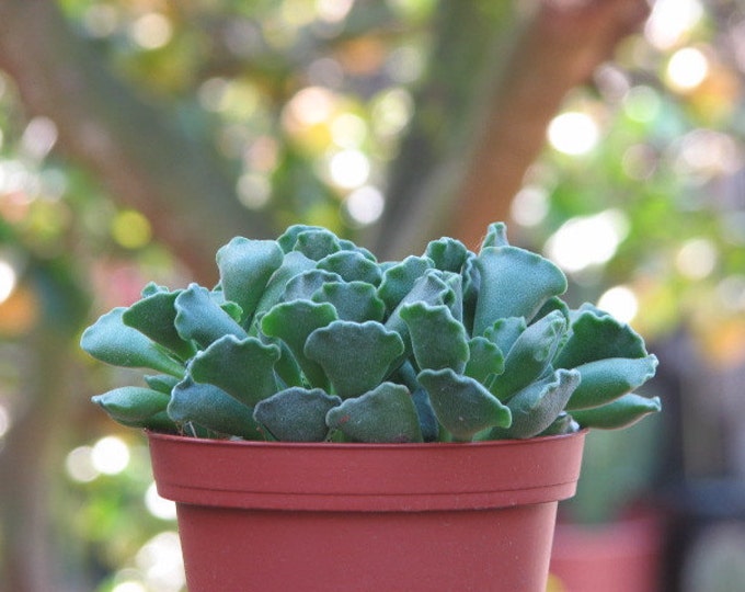 Adromischus Succulent Plant