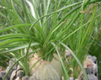Albuca Succulent Plant