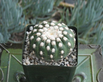Notocactus Ueblemannious Cactus Plant