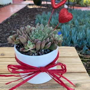 Succulent rosette cluster  potted in white cylinder, valentine gift plant, free shipping
