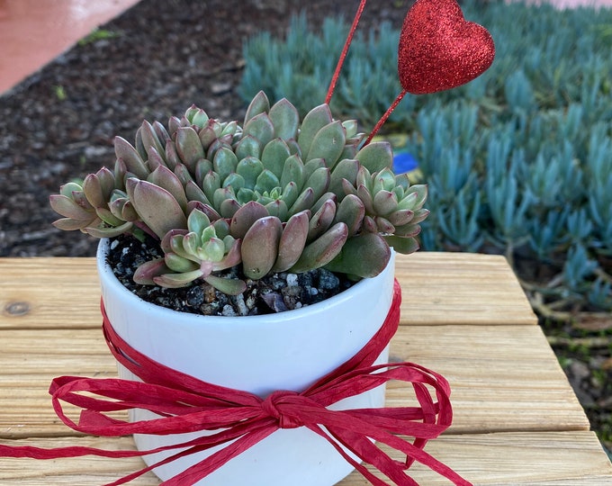 Succulent Rosette Arrangement, White Cylinder Pot, Valentine Gift