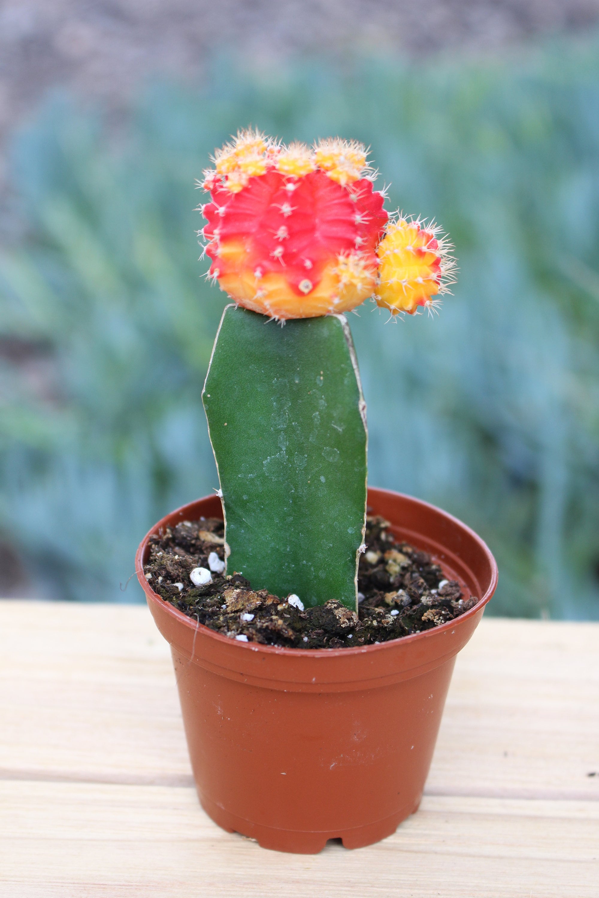 Grafted Multicolor Cactus Plant