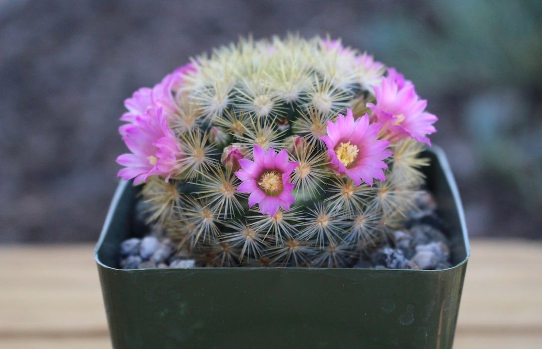 Mammillaria Laui Subducta Cactus Plant - Etsy