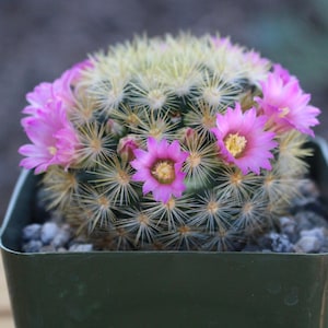 Mammillaria Laui Subducta Cactus Plant