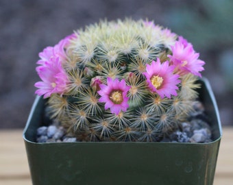 Mammillaria Laui Subducta Cactus Plant