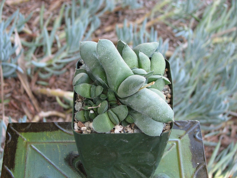 Gasteria Glimerata Succulent Plant image 2