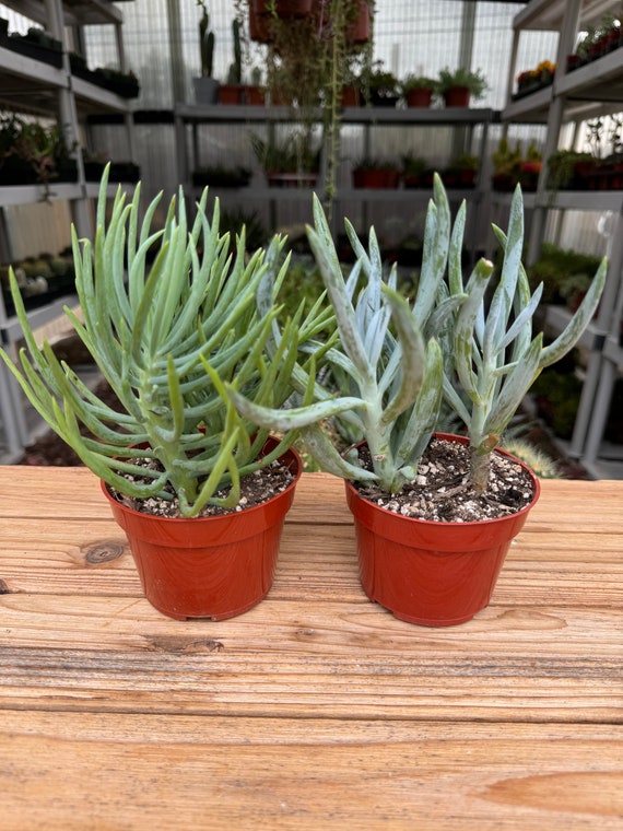 Seneccio Duo Green - Blue Succulent Plant - Etsy