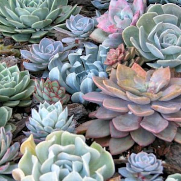 Succulent 8 Rosette Designer Mix Plants